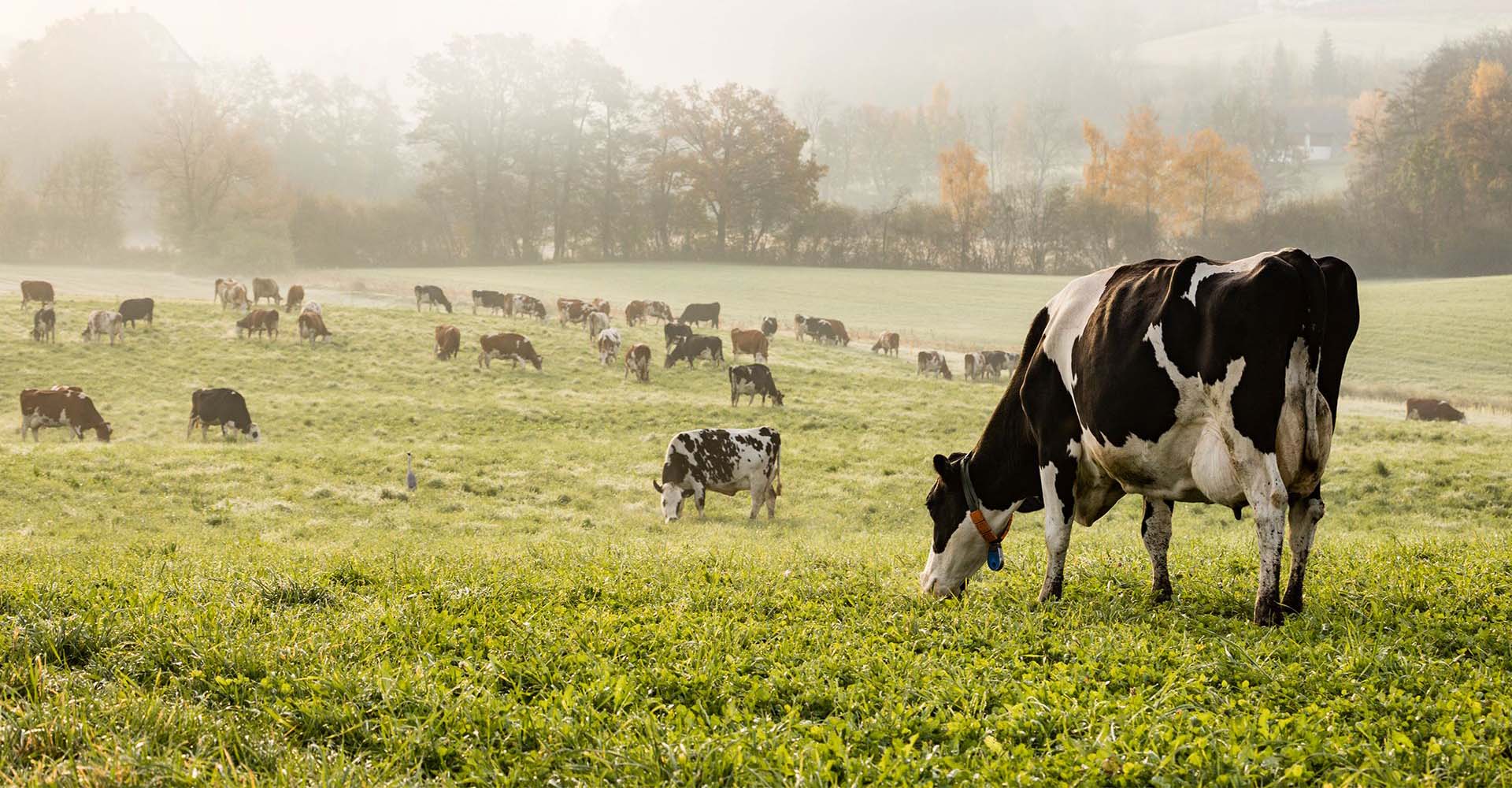 Société agroalimentaire