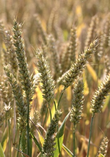 Société agroalimentaire